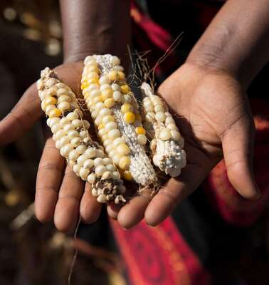 Drei mickrige, minderwertige Maiskolben in einer Hand.