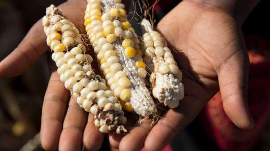 Drei mickrige, minderwertige Maiskolben in einer Hand.