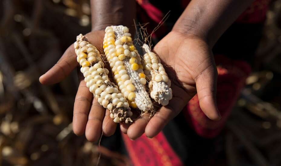 Drei mickrige, minderwertige Maiskolben in einer Hand.