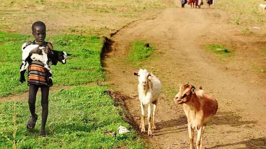 Ein Mädchen läuft neben zwei Ziegen und hält eine junge Ziege auf dem Arm.