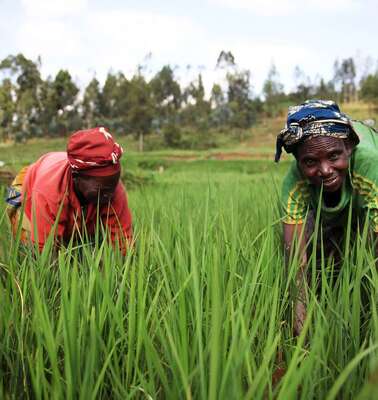 Zwei Frauen stehen gebückt auf einem Feld, eine schaut in die Kamera.