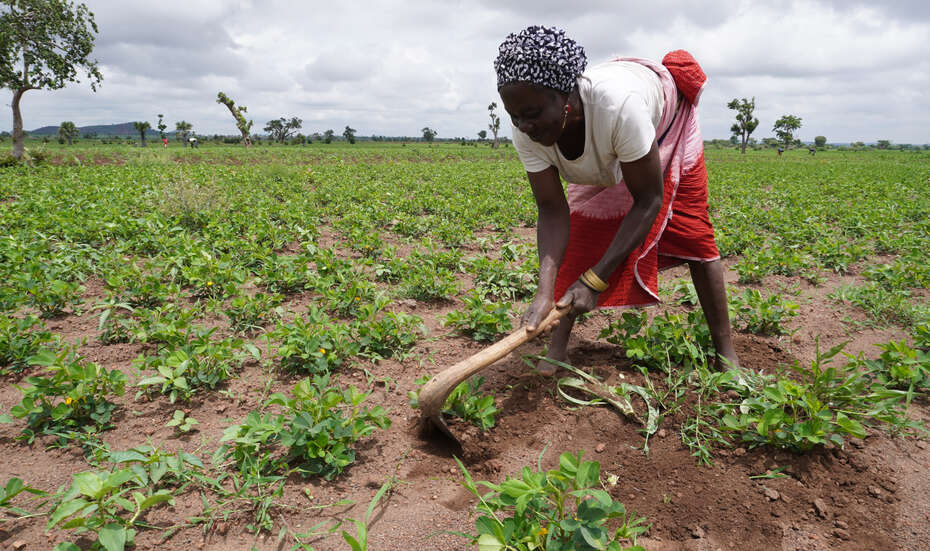 Klimawandel; Frau baut Erdnusssorte in Nigeria an