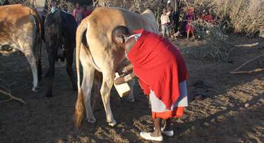 Eine Frau hält einen Eimer an die Euter einer Kuh.
