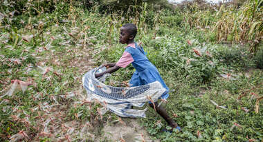 Heuschreckenplage in Kenia, 2020.