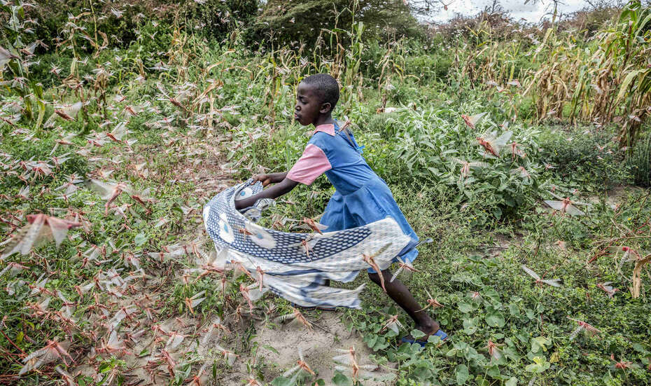 Heuschreckenplage in Kenia, 2020.