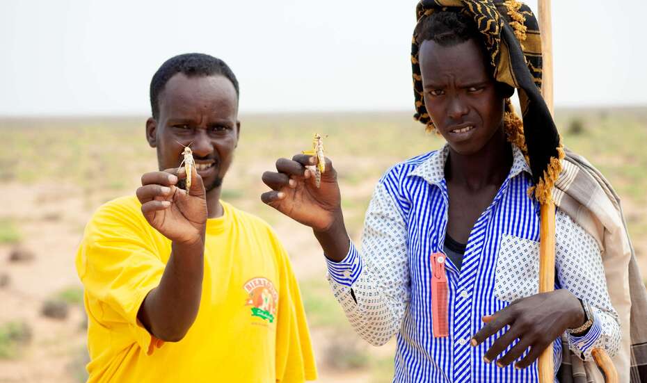 Zwei Männer halten Heuschrecken in Somalia, 2019. 