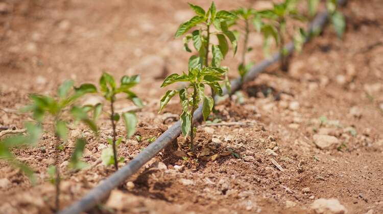 Bewässerung von Paprikapflänzchen Bewässerung von Paprikapflänzchen in Elbeyli in der Türkei