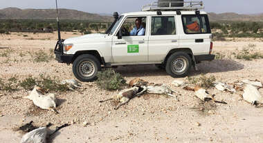 Ein Welthungerhilfe-Auto steht im Hintergrund, der Fahrer blickt aus dem Fenster auf verendetes Vieh vor ihm.