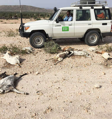 Ein Welthungerhilfe-Auto steht im Hintergrund, der Fahrer blickt aus dem Fenster auf verendetes Vieh vor ihm.