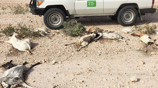 Ein Welthungerhilfe-Auto steht im Hintergrund, der Fahrer blickt aus dem Fenster auf verendetes Vieh vor ihm.