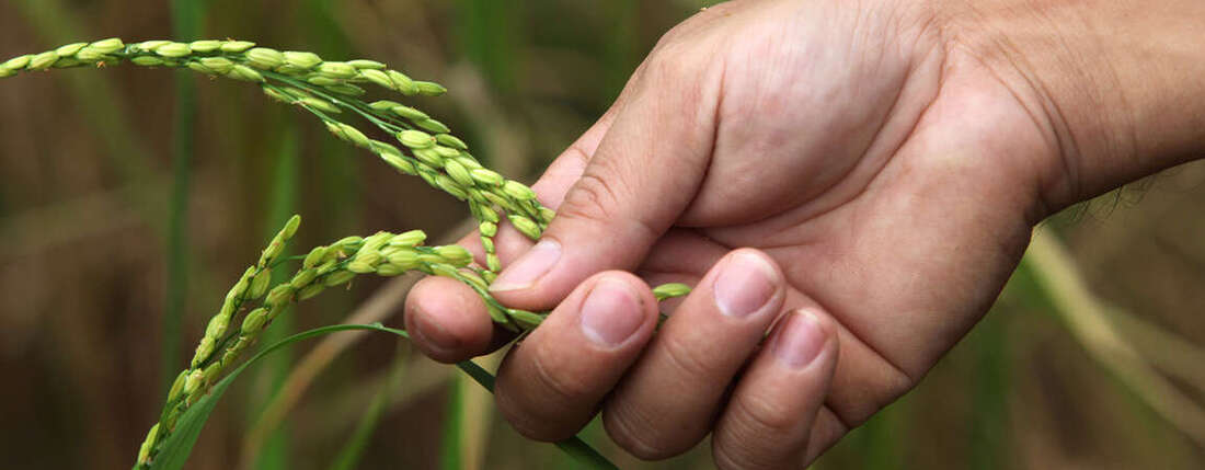 Kambodscha November 2013 Cambodia November 2013