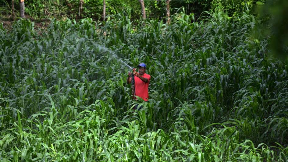 Ein Mann bei der Bewässerung in Honduras.