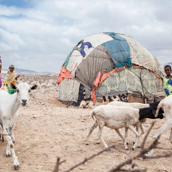 Jetzt Auswirkungen des Klimawandels eindämmen. Bild: Frauen, Kinder und mehrere Ziegen stehen neben einer Unterkunft aus Laken und Holz.