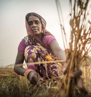 Eine Frau bei der Getreidernte in Nepal - helfen Sie bei der Ernährungssicherung und spenden Sie für Asien.