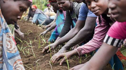 Frauen pflanzen Setzlinge ein.