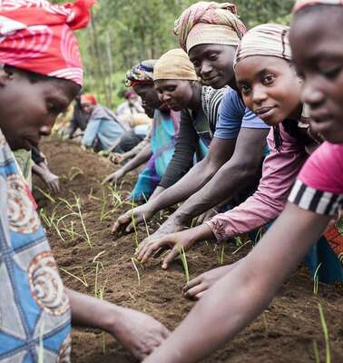 Frauen pflanzen Setzlinge ein.