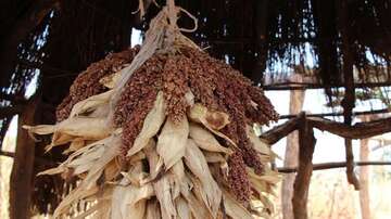 Sorghum