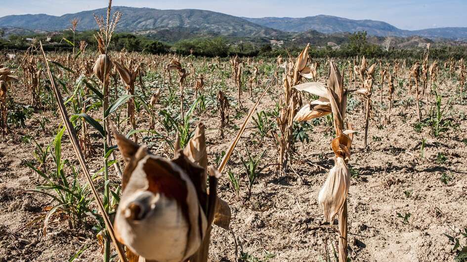 Ein ausgetrocknetes Maisfeld in Haiti.