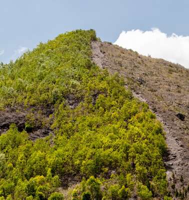 Regenwaldabholzung in Haiti, 2019. 