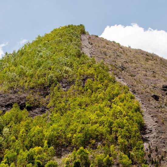 Regenwaldabholzung in Haiti, 2019. 