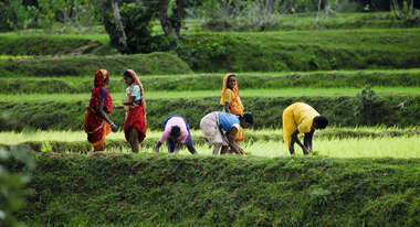 Frauen arbeiten auf dem Reisfeld