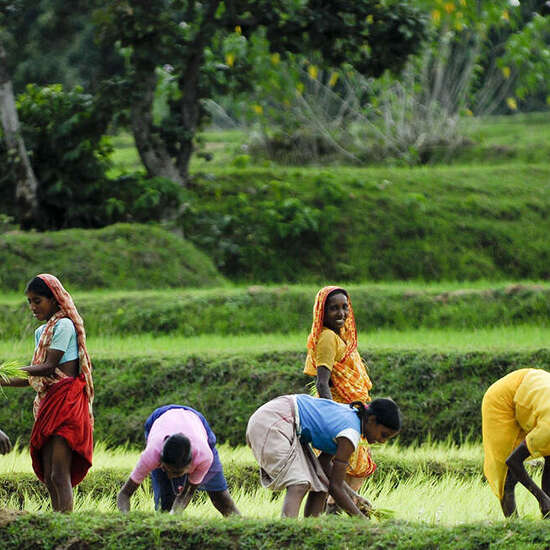 Frauen arbeiten auf dem Reisfeld