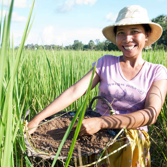 Frau Reisfeld Kambodscha