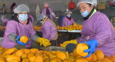 Zwei Frauen mit Mund- und Haarschutz stehen vor einem Tisch voller Süßkartoffeln.