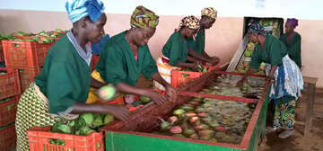 Innovationszentrum_Mali_Mangos_GIZ_klein.jpg Frauen waschen Mangos, Mali.
