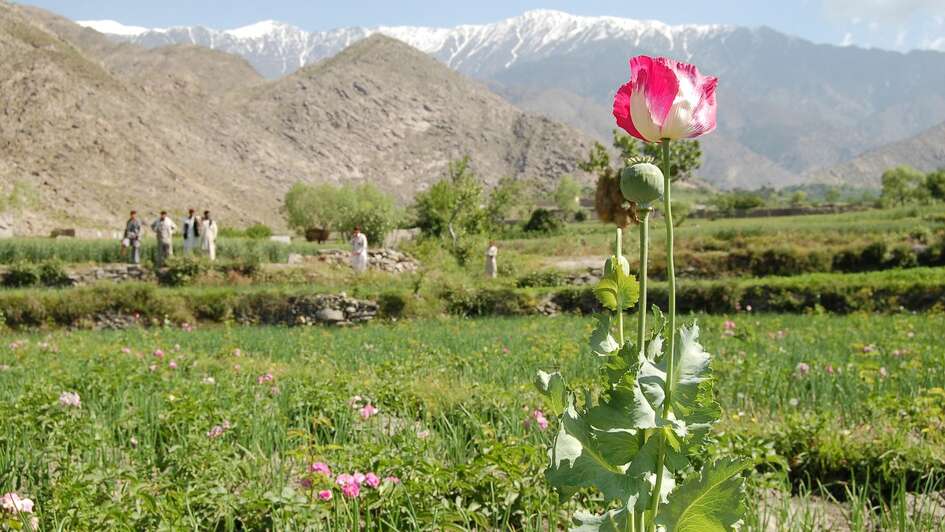 Schlafmohnfeld vor bergiger Landschaft