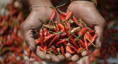 Rote Chilischoten in den Händen einer Frau.