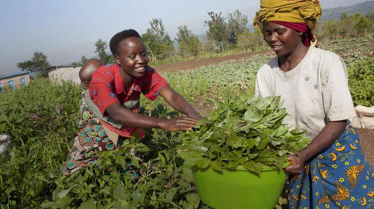 Zwei Frauen ernten Lebensmittel auf dem Feld.