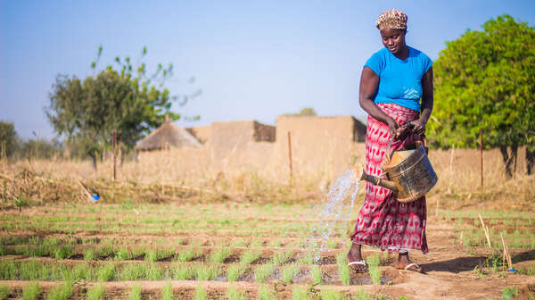 Eine Frau bewässert ein Feld in Burkina Faso.