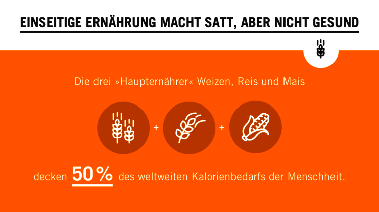 Orangefarbene Grafik zum Thema Biodiversität. Text: Einseitige Ernährung macht satt, aber nicht gesund. Die drei "Haupternährer" Weizen, Reis und Mais decken 50% des weltweiten Kalorienbedarfs der Menschheit. 