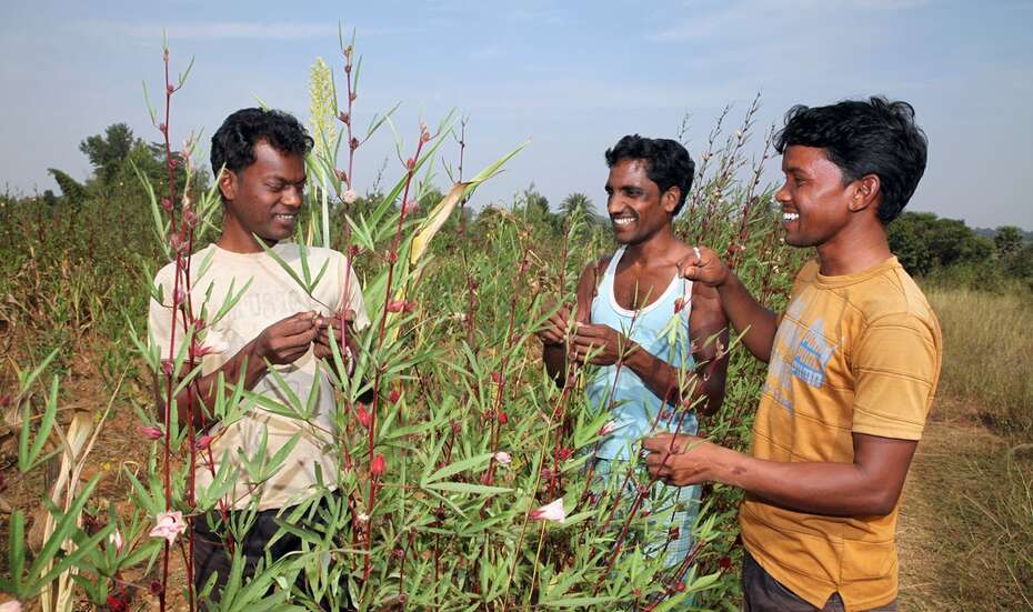Hilfe für Indien. Bildbeschreibung: Frauen auf dem Feld.
