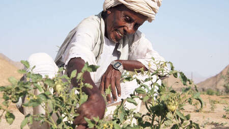 Mann im Gemeinschaftsgarten.