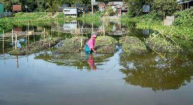 Frau im Wasser arbeitet an ihrem schwimmenden Garten.