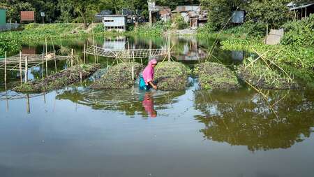 Frau im Wasser arbeitet an ihrem schwimmenden Garten.