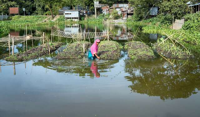 Frau im Wasser arbeitet an ihrem schwimmenden Garten.