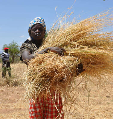 Heuernte in Kenia: Futter für die Kühe, 2016.