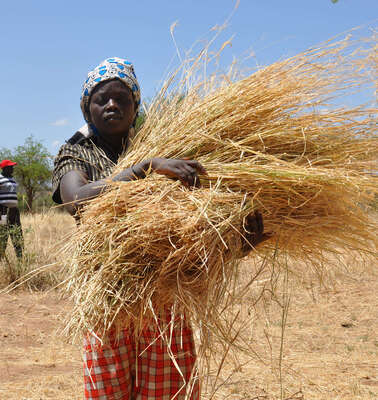 Heuernte in Kenia: Futter für die Kühe, 2016.