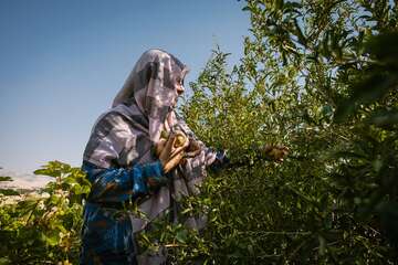 Frau pflückt Granatäpfel