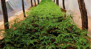 Setzlinge von Bäumen durch Carbon Farming in Afrika