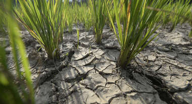 Ein ausgetrocknetes Reisfeld.