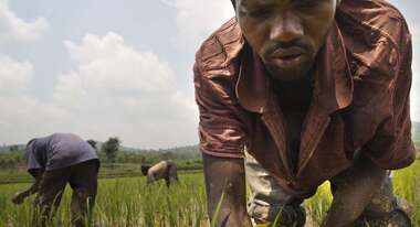 Feldarbeiter jätet Unkraut