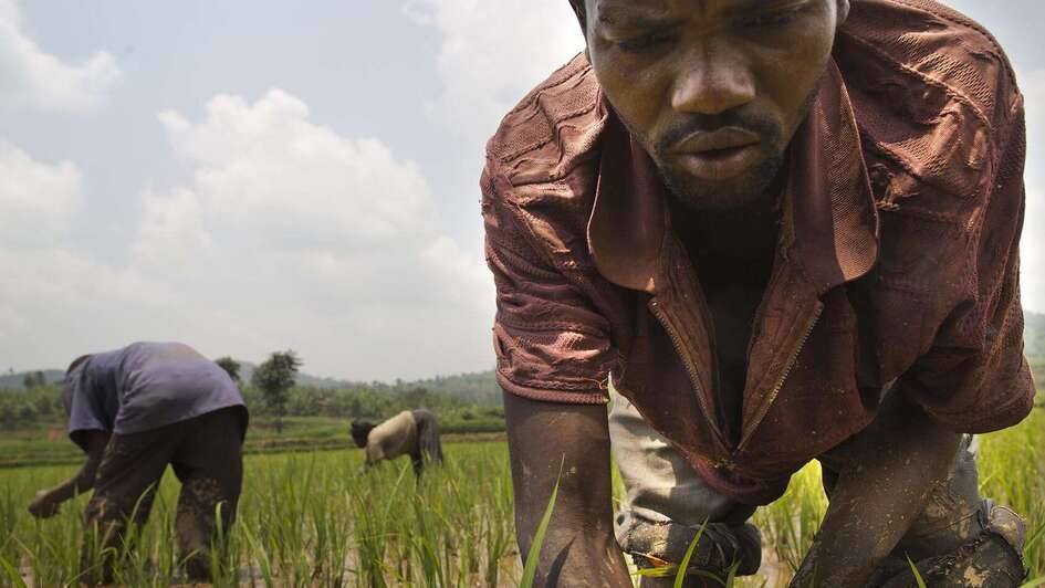 Feldarbeiter jätet Unkraut