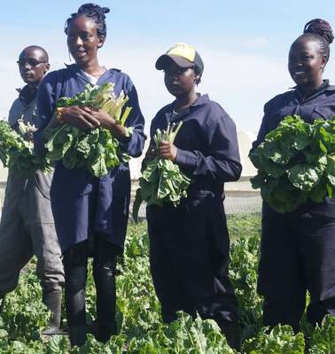 Junge Menschen stehen während der Ernte auf dem Feld, Kenia 2020.