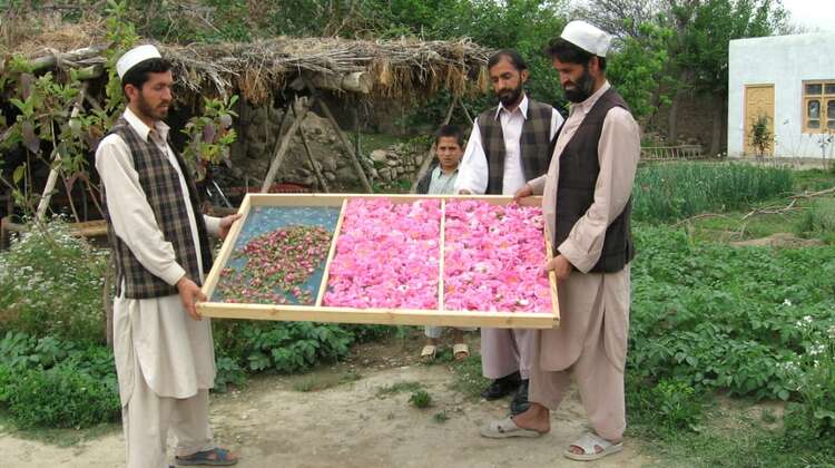 Trocknung der Rosenblueten Trocknung der Rosenblueten