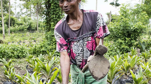 Eine Frau arbeitet mit einem Pflug auf einem Feld, auf dem Bäume wachsen in Nord-Kivu, Demokratische Republik Kongo.