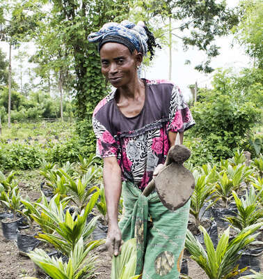 Eine Frau arbeitet mit einem Pflug auf einem Feld, auf dem Bäume wachsen in Nord-Kivu, Demokratische Republik Kongo.